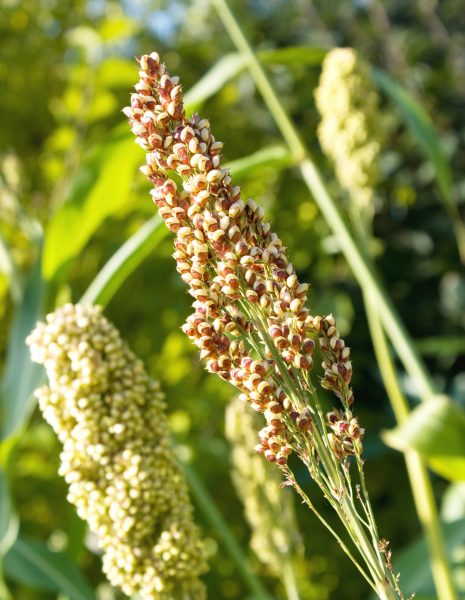 Quinoa Plant