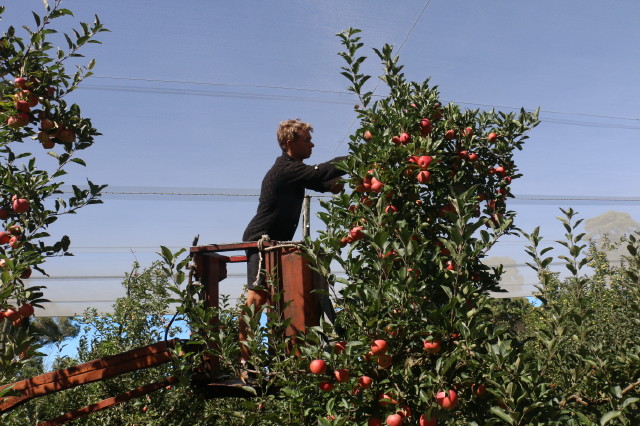 Meet the Grower - McMahon Bros Apples
