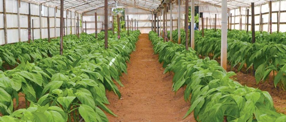 How do you know is a product is certified organic?