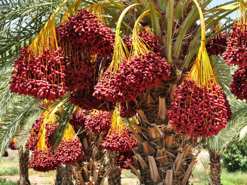 Everything about Medjool Dates