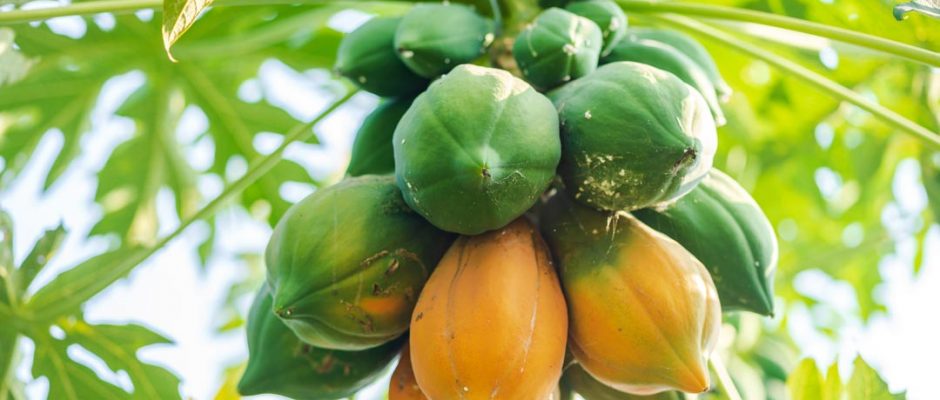 What's in season in August?