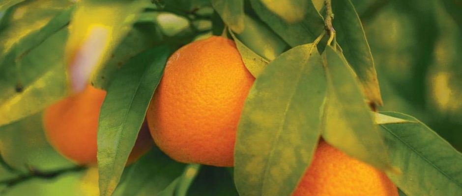 What’s in season in July