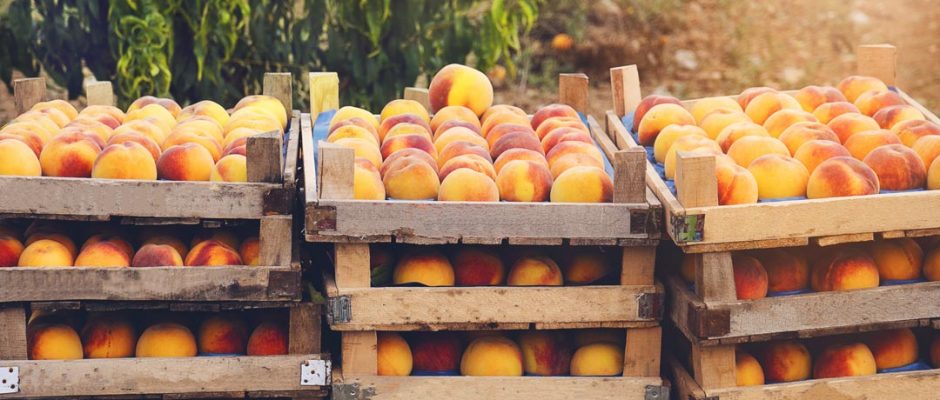 What’s in season in November?